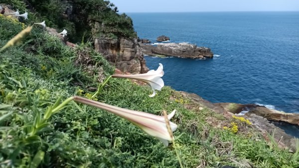 貢寮區龍洞灣岬+金沙灣野百合花3049168