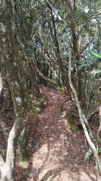 20251010 大雪山國家森林遊樂區 - 船型山林道 登 烏石坑山2911178