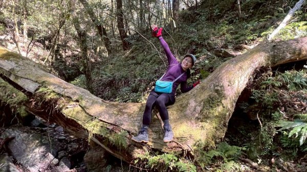 🌈3/14（六）赫威神木群+赫威山✨FB：熊熊趴爬走🌈3015381