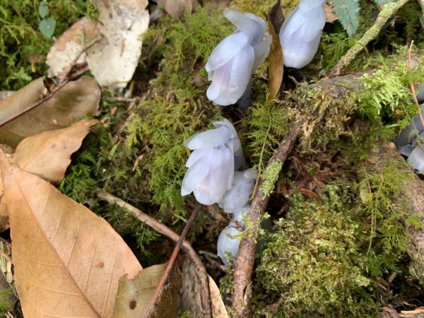 司馬庫斯生態1340515