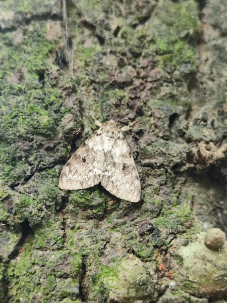 微笑山線大棟山系2838333