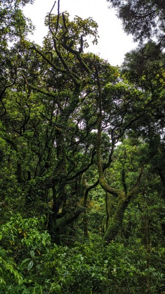 小觀音山西西峰 - 西峰 - 北峰935483