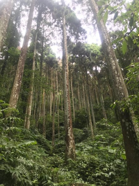 新竹五指山599758