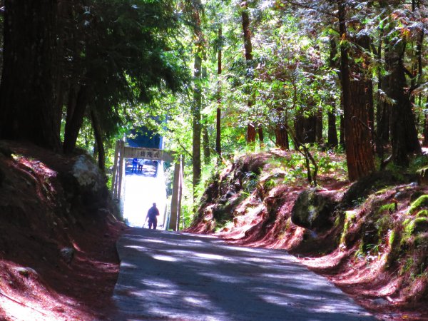 如童話般的森林步道-武陵桃山瀑布步道1190736