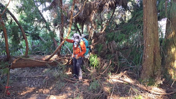 水漾森林、鹿屈山、眠月神木2729643