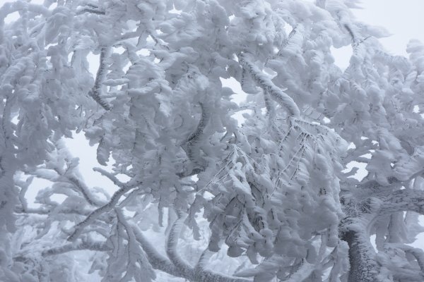  2021 D0101 純色北插1225515