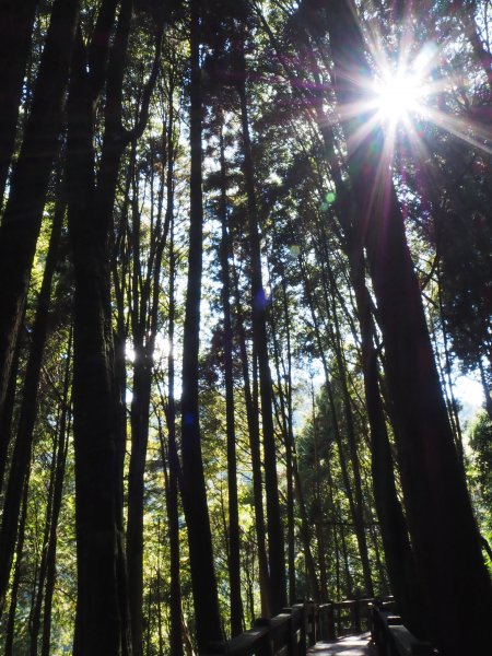 觀霧檜山巨木群及觀霧步道20181121464052