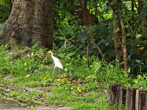 [跟著2025雙北世壯運探索雙北市-1/21] 2025_0607 飛盤競技道（華江雁鴨河濱步道）2807809