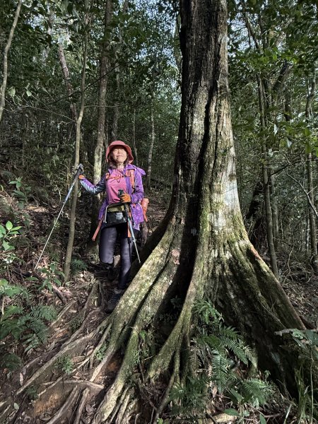 山毛櫸掉光光的 卡保逐鹿O繞 202511152937480