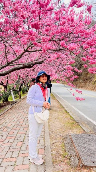 🌈2026.02.14+17武陵櫻花季✨FB：熊熊趴爬走🌈3004314