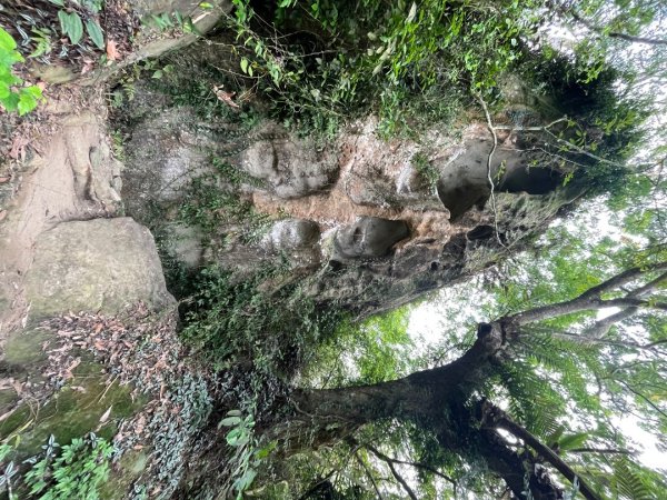 20230530_大棟山+崁頭山（台南小百岳）2762499