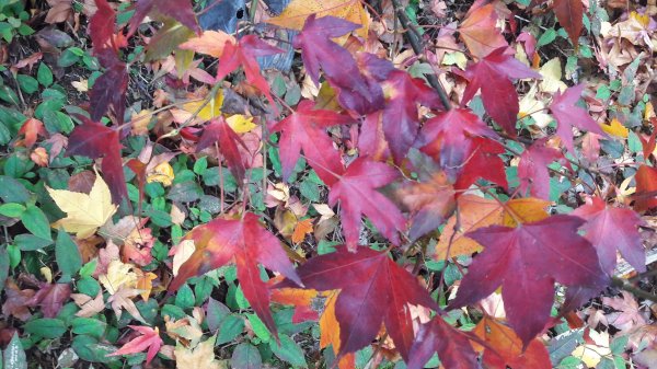 楓之谷~天巒池~武法奈尾山497556