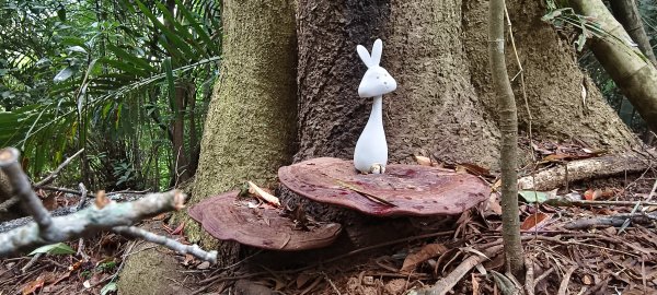 2025/11/02_大崎棟古道+騎龍古道+逃學步道2929064