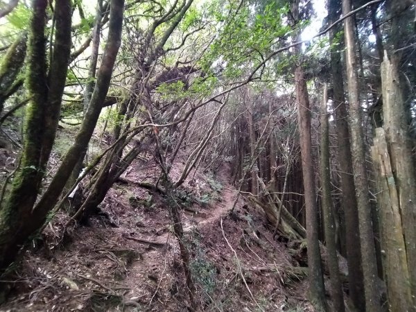 嘉義 阿里山 兒玉山、東水山、北霞山1486717