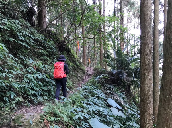 南庄向天湖環山步道256114