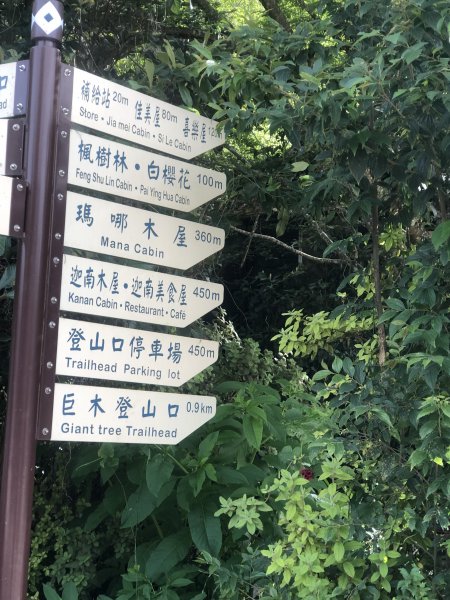 走入清晨19度c的上帝部落>>司馬庫斯(巨木群步道)1767384