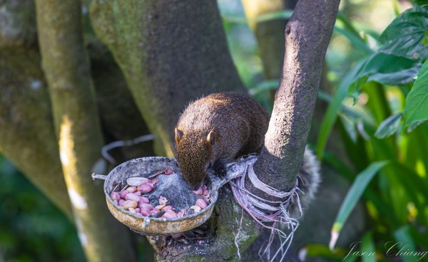 [台北]大崙頭山、碧山巖、忠勇山2746226