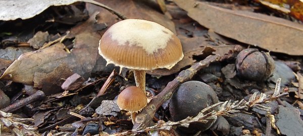 2025/06/22_民都有山登山步道2818027