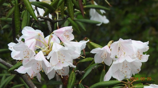 天龍國阿伯的日常-雲山水花鳥蝶3/29 #紅星杜鵑2467254