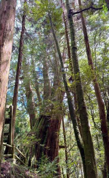 觀霧-檜山巨木群步道2925577