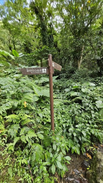 【我的第一個教師節🤣🤣】解鎖第51座小百岳#083三角崙山（抹茶山、聖母登山步道）2900604