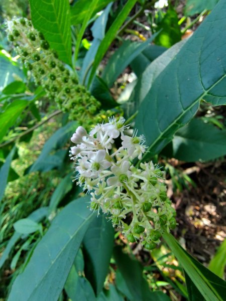 九芎頭步道-雲頂步道-二延平步道-二延平山-茶霧之道2773809