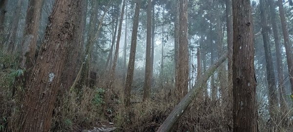 20231202_八仙山主峰步道+佳保台山2365991