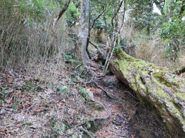 加里山 杜鵑嶺 鐵道 大O型 大坪上1053388