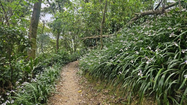 20260420土城五連星(內冷水坑山-牛埔頭山-茅仔嶺-清水石門山-崙仔山)3041777