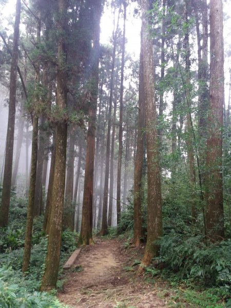 大凍山/霹靂山/雲之道/櫻之道696955