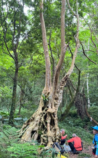 八五山古道賞九穹奇樹 尋鳥嘴下山（煤源山）2803367