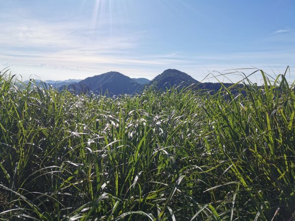 台灣山毛櫸步道-夏日碧綠盎然佐壯觀山巒1039612