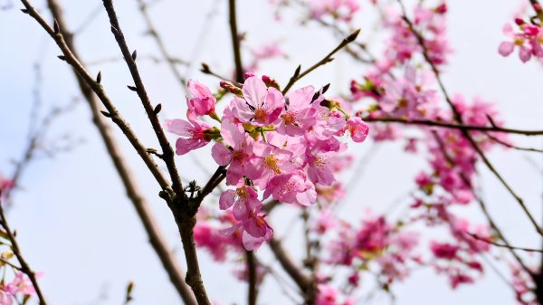 《蝶戀花。五色春深》2731655