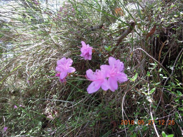 20180827-28_雪山主東396309