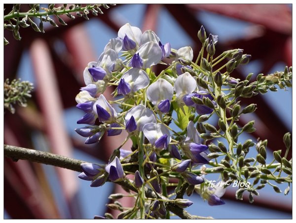 阿里山慈雲寺の紫藤2782144