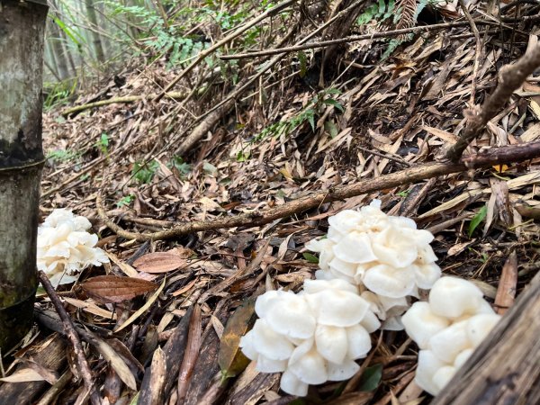 20250525_鳳凰山步道（南投小百岳）2855887