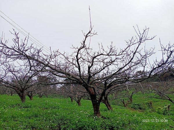 四訪苗栗的花果山-小百岳#037馬那邦山、雪霸國家公園管理處【小百岳集起來、苗栗-臺灣百大必訪步道】2394314