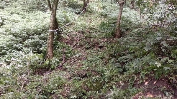 雙溪區烏山古道西線-大湖尾古道支線-大湖尾古道O型3098468
