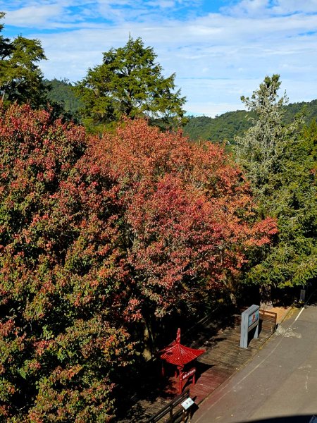大雪山森林遊樂區賞楓2966041