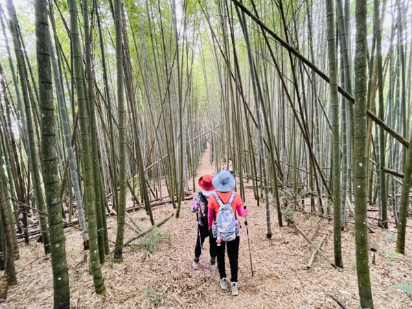 1111005番子田山｜雲嶺之丘-五元二角-木馬古道-石壁之眼1867591