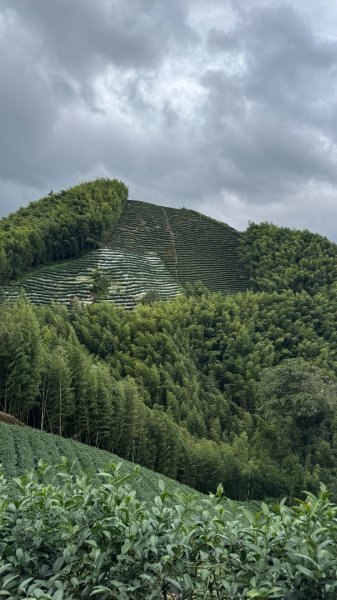 大崙山茶區山頭/民眾坪山 貓冬望山 大崙頭山 樟空倫山3101011