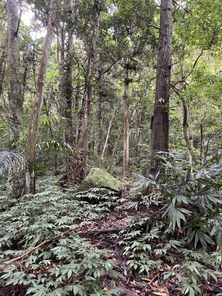 東河線上鵝公髻山，至鳥嘴山後下大窩山部落 2024.8.182577491