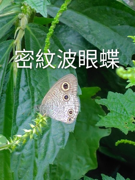 唐麻丹山 蝴蝶谷2918878