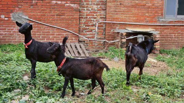 20251026白沙屯山-新埔車站-秋茂園-通宵日落大道觀景台-塗崁頂山主峰西南峰2925303