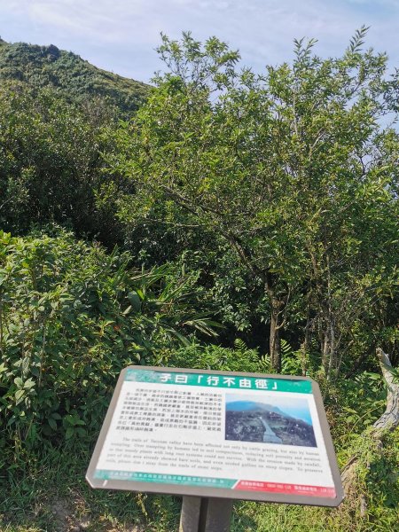 桃源谷步道(大溪、草嶺線)-滿谷牛與白鷺1033887