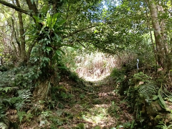 坪林區大舌湖漁光國小通學古道(保甲路古道)去回+大舌湖2844943