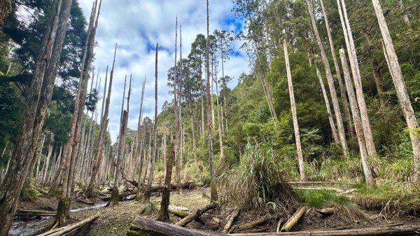 忘憂森林.金柑樹山2668884