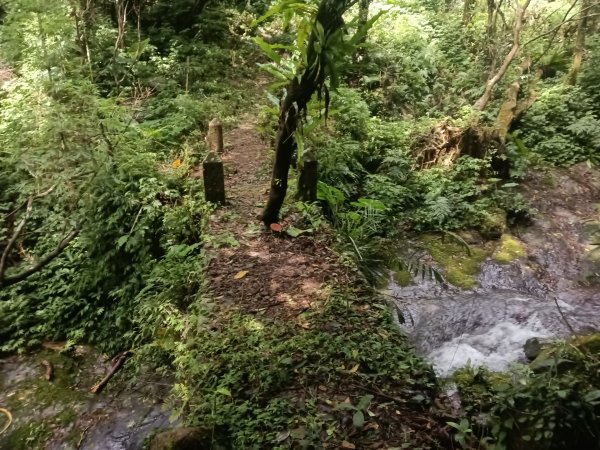 坪林區九芎坑古道+九芎坑圳沽古道+大舌湖山大小O型2845671