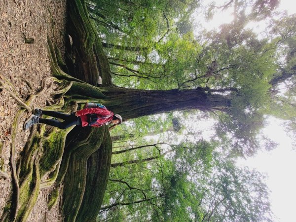 雪見大板根-202502222859814