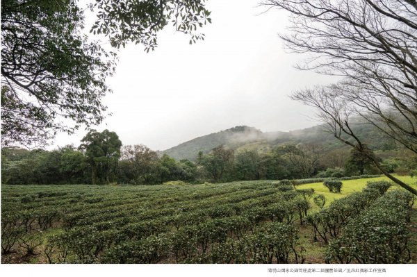 【新聞】《草山紅：陽明山國家公園的茶業發展史 1830-1990》慢節奏的歷史推理